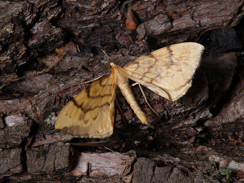 Gandaritis pyraliata